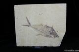 / Inch Diplomystus Fossil Fish #805-1